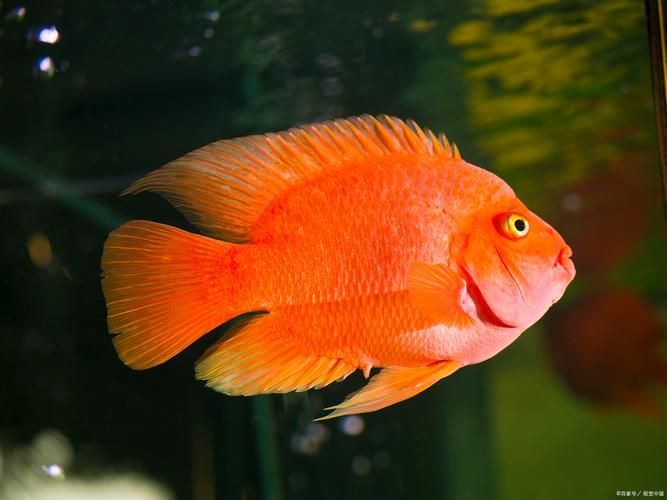 如何挑選健康的紅面財神魚？，如何挑選健康的紅面財神魚