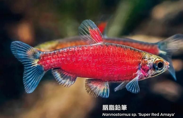 紅頭利魚有哪些常見品種？，紅頭利魚的核心內容