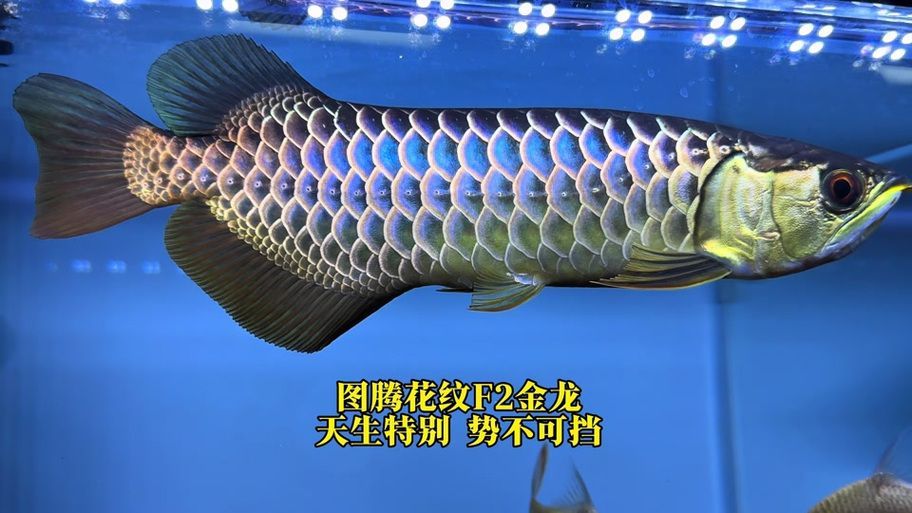 詳細(xì)閱讀:圖騰金龍魚有哪些系列,圖騰金龍魚有哪些系列,如何鑒別圖騰金龍魚的系列? 圖騰金龍魚有哪些系列,圖騰金龍魚有哪些系列,如何鑒別圖騰金龍魚的系列?