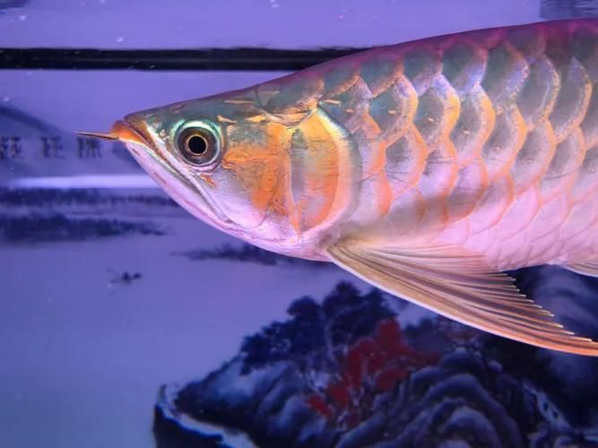 紅龍發色后多久會穩定，如何判斷紅龍魚是否發色穩定