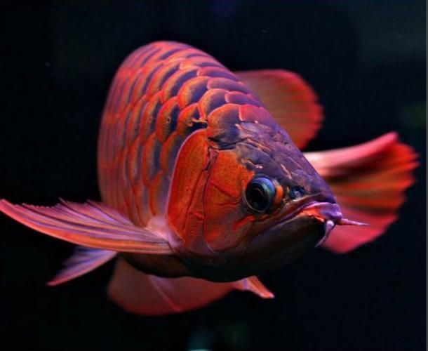 紅龍發色后多久會穩定，如何判斷紅龍魚是否發色穩定 紅龍發色后多久會穩定，如何判斷紅龍魚是否發色穩定 龍魚百科 第4張