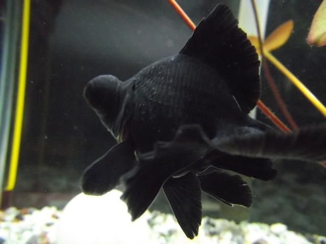 如何預防魚出現黑色霉斑，如何預防魚出現黑色霉斑思考完成共調用戶要求詳解