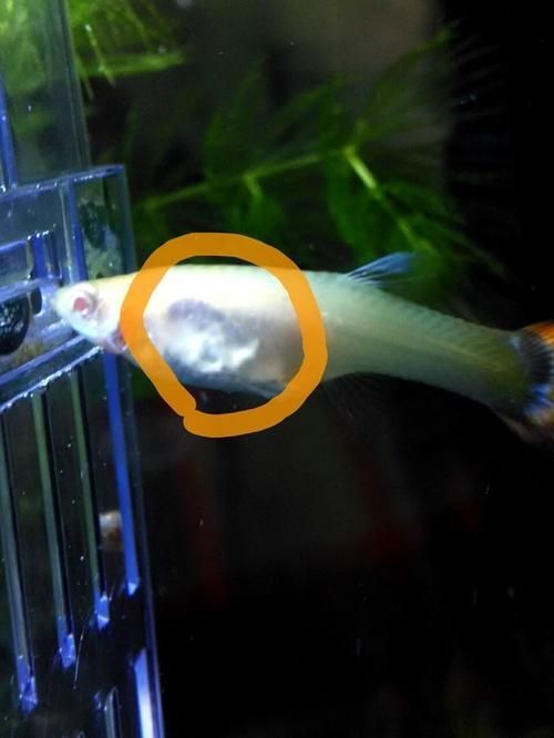 如何預防魚出現黑色霉斑,如何預防魚出現黑色霉斑思考完成共調用戶要求詳解 龍魚百科 第4張 如何預防魚出現黑色霉斑,如何預防魚出現黑色霉斑思考完成共調用戶要求詳解 如何預防魚出現黑色霉斑,如何預防魚出現黑色霉斑思考完成共調用戶要求詳解 龍魚百科 第4張