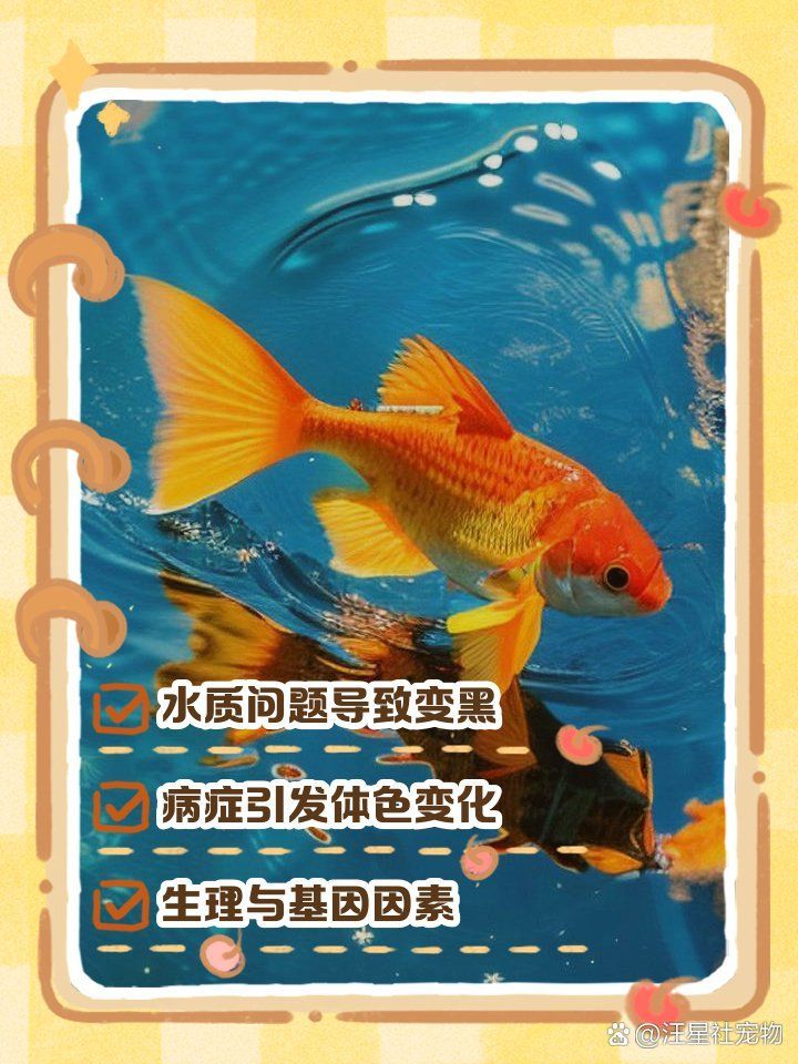 如何判斷魚是否患有黑鱗病，金魚魚鱗變黑是怎么回事