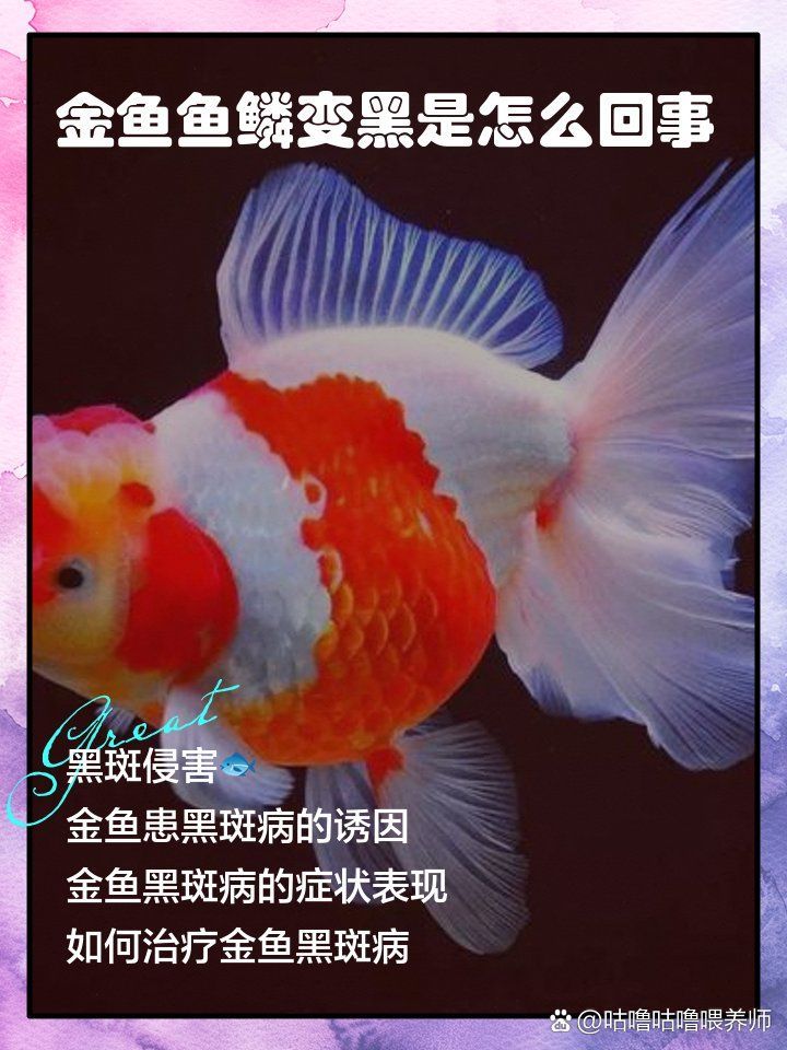 如何判斷魚是否患有黑鱗病，金魚魚鱗變黑是怎么回事