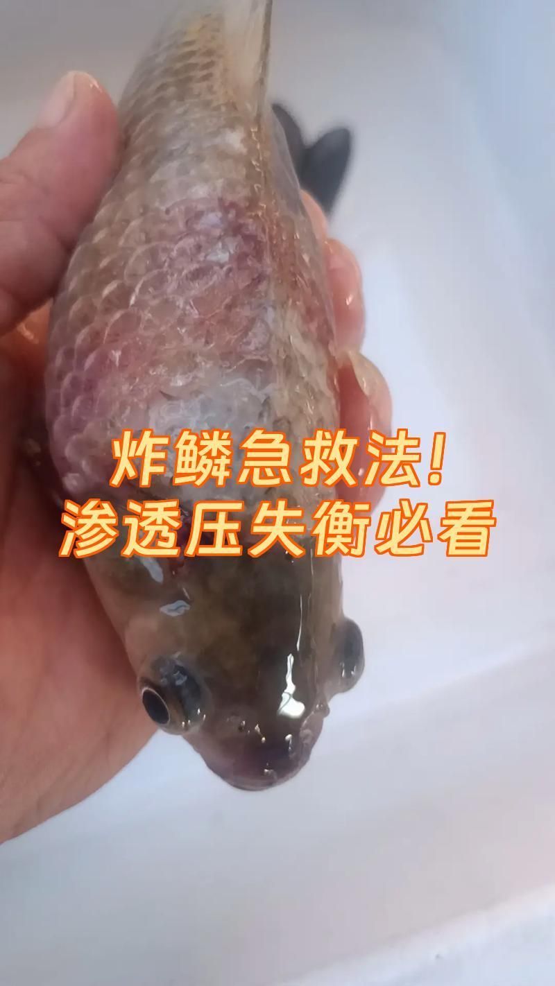 魚豎鱗病爆發后如何快速控制，如何快速控制魚豎鱗病的爆發？
