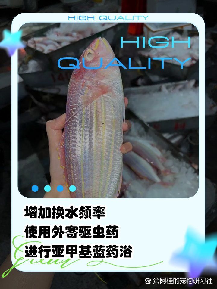 龍魚蹭缸時應該怎么辦？，關于龍魚蹭缸問題的幾個步驟