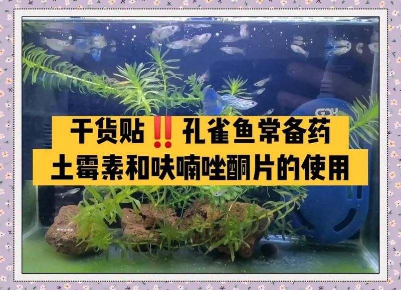 土霉素對哪些魚類安全