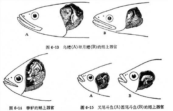 曼龍魚為何被列入毒魚，關于曼龍魚被列入毒魚的問題 曼龍魚為何被列入毒魚，關于曼龍魚被列入毒魚的問題 龍魚百科 第4張