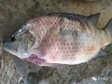 有哪些藥物可以治療銀龍魚爛嘴？