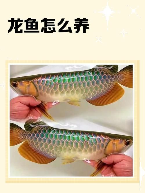 龍魚呼吸時有哪些注意事項，龍魚呼吸時需要注意事項：龍魚呼吸時需要注意的事項