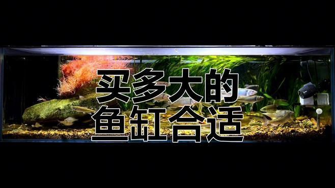 如何根據魚缸大小選擇觀賞魚，根據魚缸大小選擇觀賞魚的指導原則