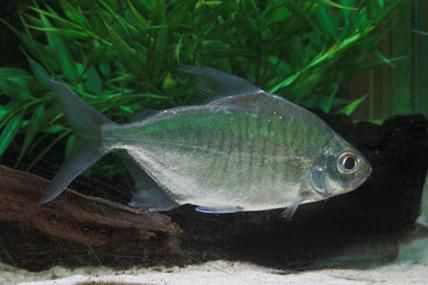 申古銀版魚，“申古銀版魚”的名稱及鑒定