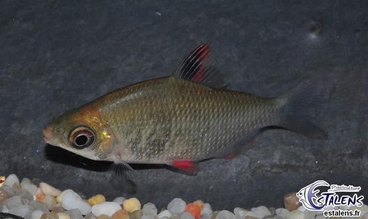申古銀版魚，“申古銀版魚”的名稱及鑒定