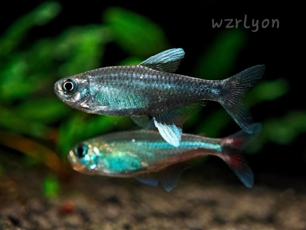 申古銀版魚，“申古銀版魚”的名稱及鑒定