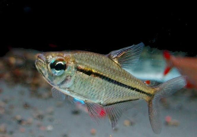 申古銀版魚，“申古銀版魚”的名稱及鑒定