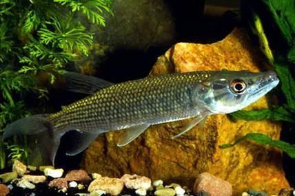 申古銀版魚，“申古銀版魚”的名稱及鑒定