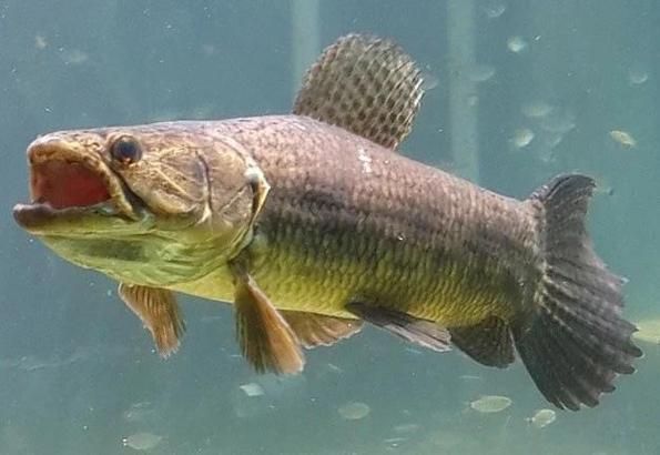 申古銀版魚，“申古銀版魚”的名稱及鑒定