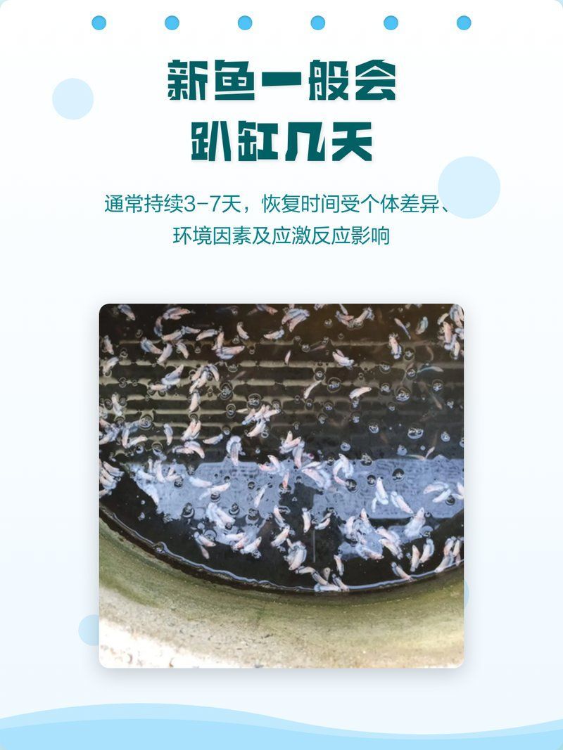 錦鯉趴缸多久會(huì)恢復(fù)，錦鯉趴缸多久能恢復(fù)，主要取決于