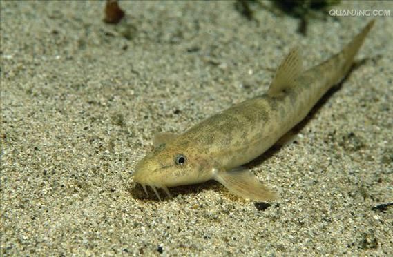 給我一些鲺和魚虱的圖片，鲺和魚虱哪個對魚類危害更大[需手動填充]和魚虱的繁殖方式 給我一些鲺和魚虱的圖片，鲺和魚虱哪個對魚類危害更大[需手動填充]和魚虱的繁殖方式 龍魚百科 第4張