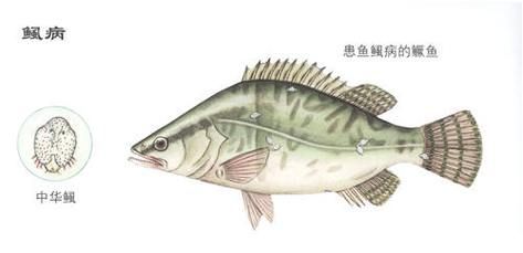 給我一些鲺和魚虱的圖片，鲺和魚虱哪個對魚類危害更大[需手動填充]和魚虱的繁殖方式 給我一些鲺和魚虱的圖片，鲺和魚虱哪個對魚類危害更大[需手動填充]和魚虱的繁殖方式 龍魚百科 第6張