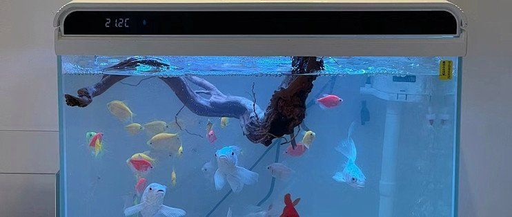 博特和森森哪個更適合新手？，博特和森森哪個更適合新手養魚森哪個更適合新手養魚 博特和森森哪個更適合新手？，博特和森森哪個更適合新手養魚森哪個更適合新手養魚 龍魚百科 第1張