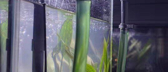 博特和森森哪個更適合新手？，博特和森森哪個更適合新手養魚森哪個更適合新手養魚 博特和森森哪個更適合新手？，博特和森森哪個更適合新手養魚森哪個更適合新手養魚 龍魚百科 第3張
