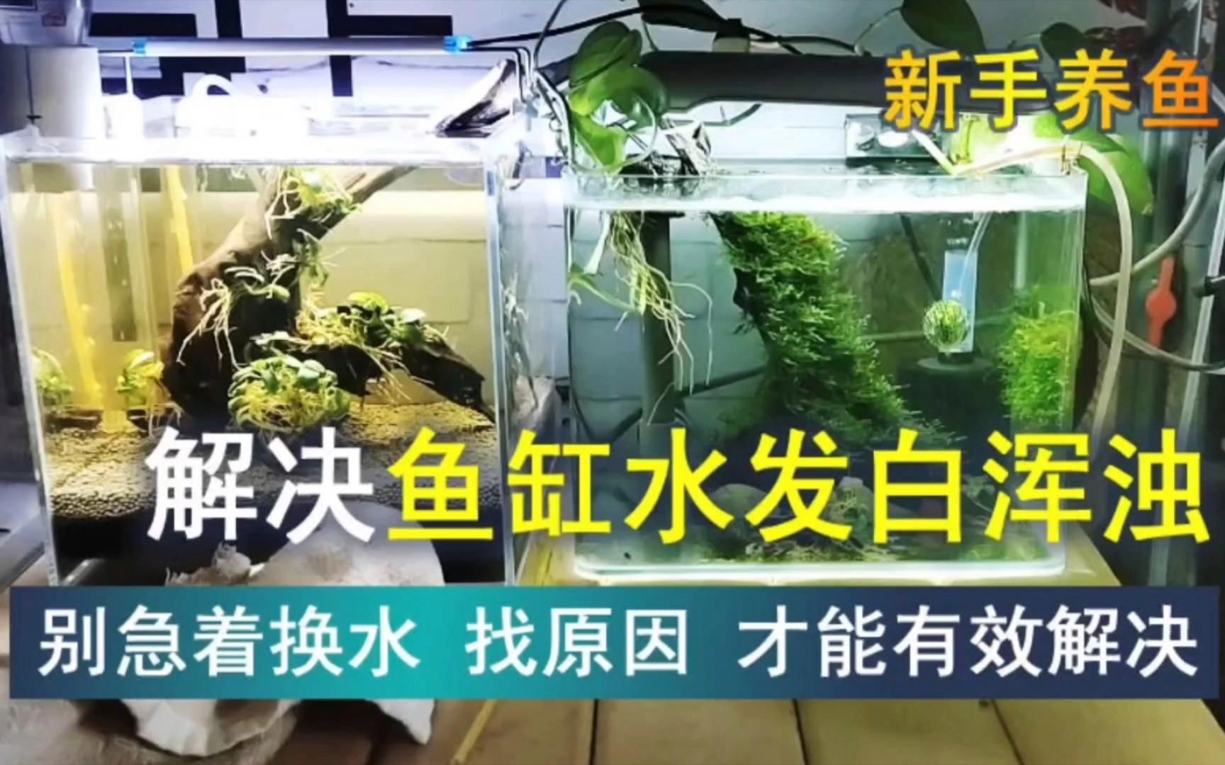 如何判斷魚缸是否需要換水？，判斷魚缸是否需要換水是養魚愛好者和水族館工作人員經常遇到的問題