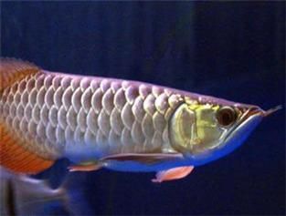 星點龍魚的飼養方法是什么，星點龍魚的飼養指南