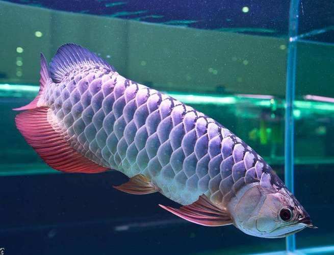 星點龍魚的飼養方法是什么，星點龍魚的飼養指南
