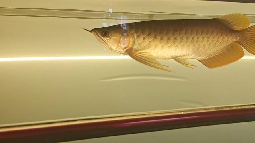 給我一些龍魚調光的圖片示例，關于龍魚調光的一些圖片示例