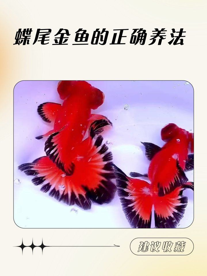龍睛和蝶尾哪個更耐養(yǎng)，龍睛和蝶尾哪個更耐養(yǎng),龍睛和蝶尾哪個更受歡迎?