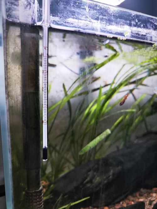 如何調整龍魚的水溫至26度？，如何調整龍魚水溫調整至26℃的完整操作指南,龍魚百度龍魚吧