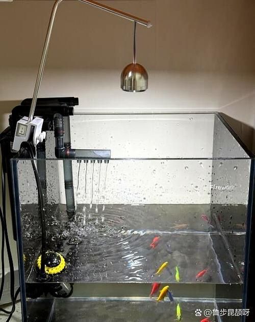 如何調整龍魚的水溫至26度？，如何調整龍魚水溫調整至26℃的完整操作指南,龍魚百度龍魚吧