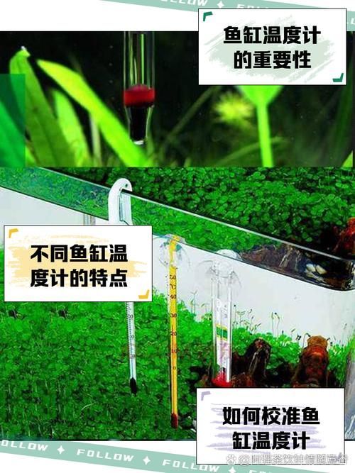 如何調整龍魚的水溫至26度？，如何調整龍魚水溫調整至26℃的完整操作指南,龍魚百度龍魚吧
