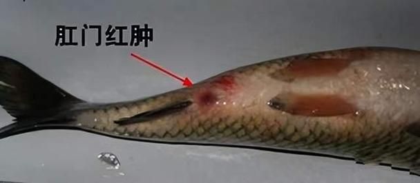如何區分龍魚的爛尾病和腸炎病？，龍魚爛尾病與腸炎病的區別 如何區分龍魚的爛尾病和腸炎病？，龍魚爛尾病與腸炎病的區別 龍魚百科 第10張