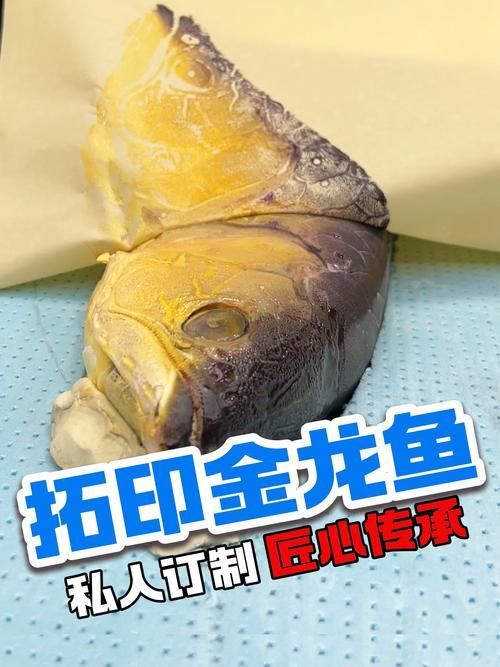 給我推薦幾款50厘米的金龍魚，給我推薦幾款50厘米左右的金龍魚