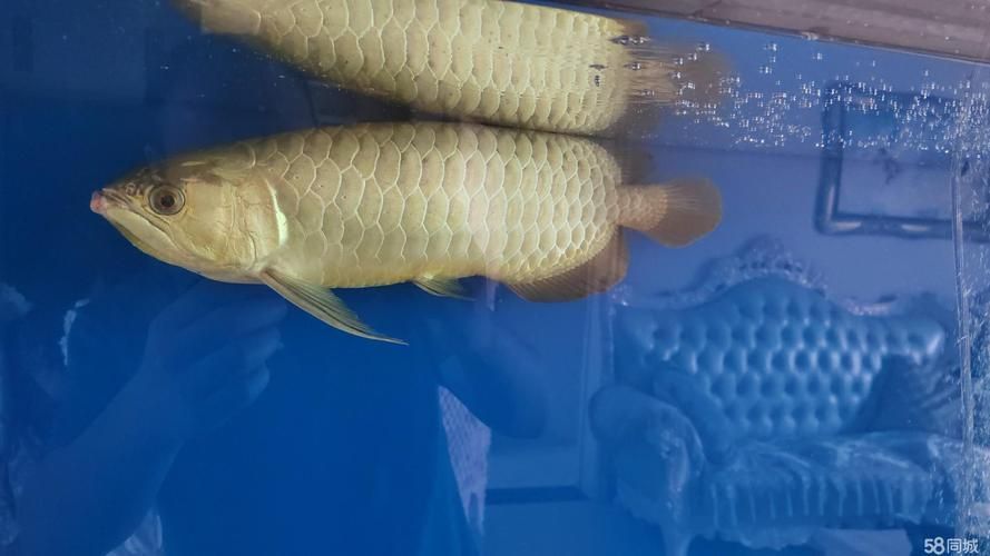 給我推薦幾款50厘米的金龍魚，給我推薦幾款50厘米左右的金龍魚