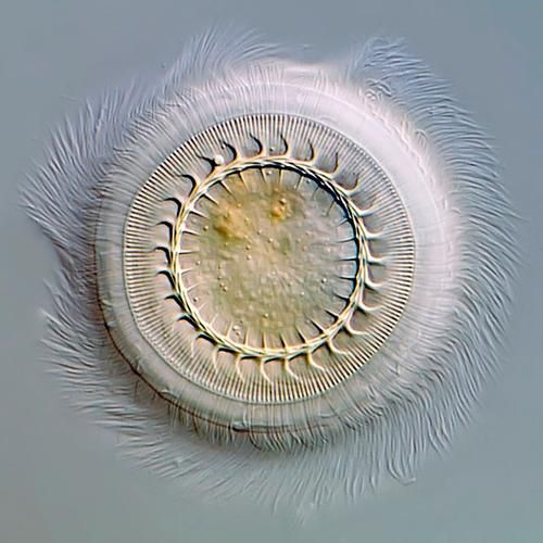哪些藥物對魚類寄生蟲感染最有效，蝦蟹、無鱗魚類寄生蟲感染最有效藥物詳解（1000字和配圖）