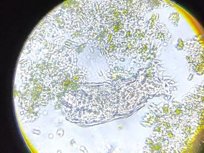 哪些藥物對魚類寄生蟲感染最有效，蝦蟹、無鱗魚類寄生蟲感染最有效藥物詳解（1000字和配圖）