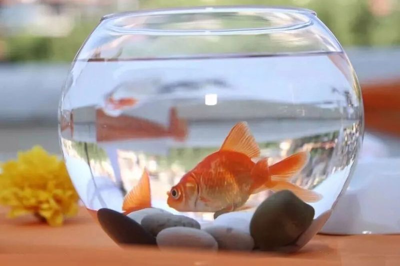 哪些藥物對魚類寄生蟲感染最有效，蝦蟹、無鱗魚類寄生蟲感染最有效藥物詳解（1000字和配圖）