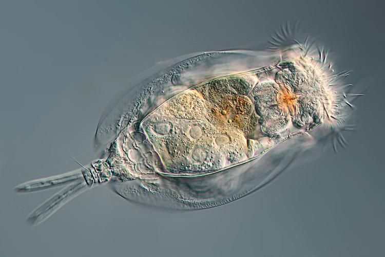哪些藥物對魚類寄生蟲感染最有效，蝦蟹、無鱗魚類寄生蟲感染最有效藥物詳解（1000字和配圖）