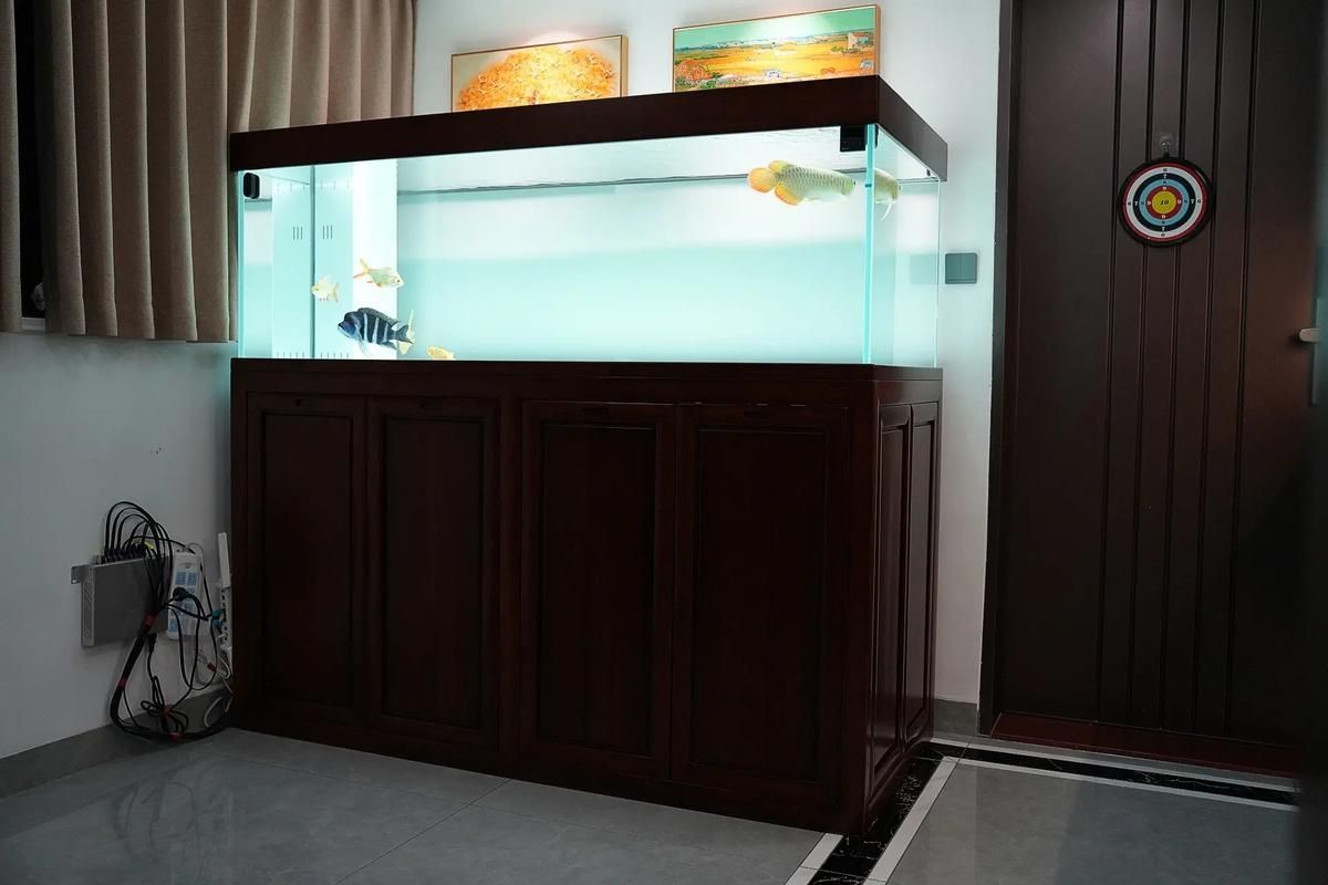 五指山龍魚有哪些飼養技巧