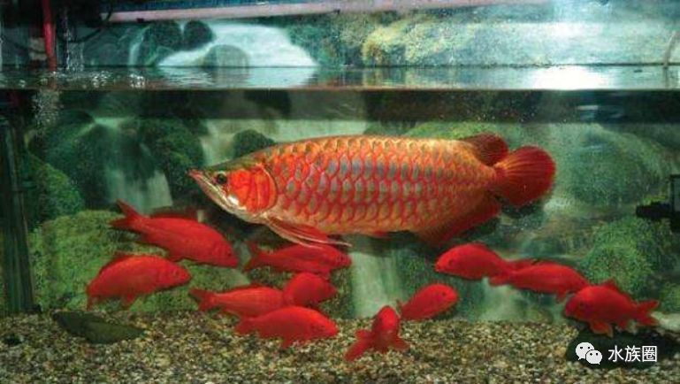 紅龍魚顏色變淺會恢復嗎？，紅龍魚的顏色變淺會恢復嗎