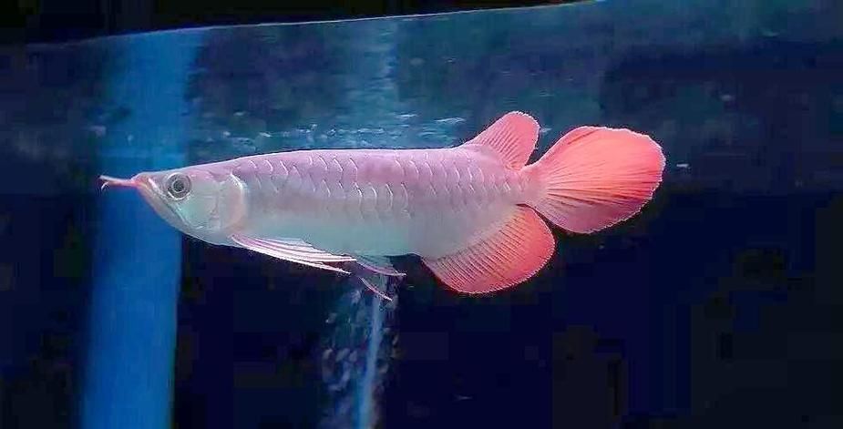 龍魚厭食后如何恢復喂食，龍魚厭食后如何恢復喂食用戶要求1000字篇幅和配圖