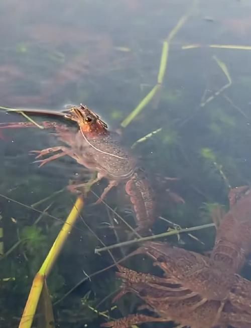 龍魚厭食后如何恢復喂食，龍魚厭食后如何恢復喂食用戶要求1000字篇幅和配圖