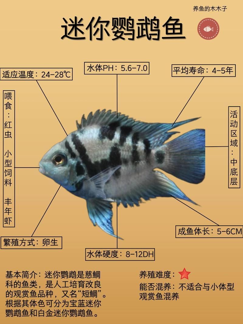 如何預(yù)防迷你鸚鵡魚鰭根部充血，如何預(yù)防迷你鸚鵡魚鰭充血 如何預(yù)防迷你鸚鵡魚鰭根部充血，如何預(yù)防迷你鸚鵡魚鰭充血 龍魚百科 第1張