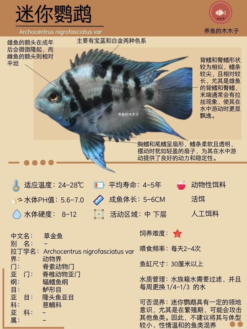 如何預(yù)防迷你鸚鵡魚鰭根部充血，如何預(yù)防迷你鸚鵡魚鰭充血 如何預(yù)防迷你鸚鵡魚鰭根部充血，如何預(yù)防迷你鸚鵡魚鰭充血 龍魚百科 第5張