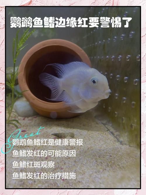 如何預(yù)防迷你鸚鵡魚鰭根部充血，如何預(yù)防迷你鸚鵡魚鰭充血 如何預(yù)防迷你鸚鵡魚鰭根部充血，如何預(yù)防迷你鸚鵡魚鰭充血 龍魚百科 第3張