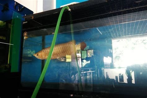 龍魚(yú)趴缸時(shí)需要增加氧氣嗎？，龍魚(yú)趴缸需要增加氧氣嗎？ 龍魚(yú)趴缸時(shí)需要增加氧氣嗎？，龍魚(yú)趴缸需要增加氧氣嗎？ 龍魚(yú)百科 第1張